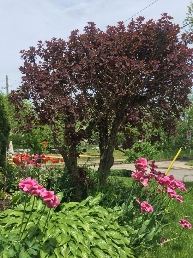 Strathaird Bed And Breakfast Niagara Falls Luaran gambar