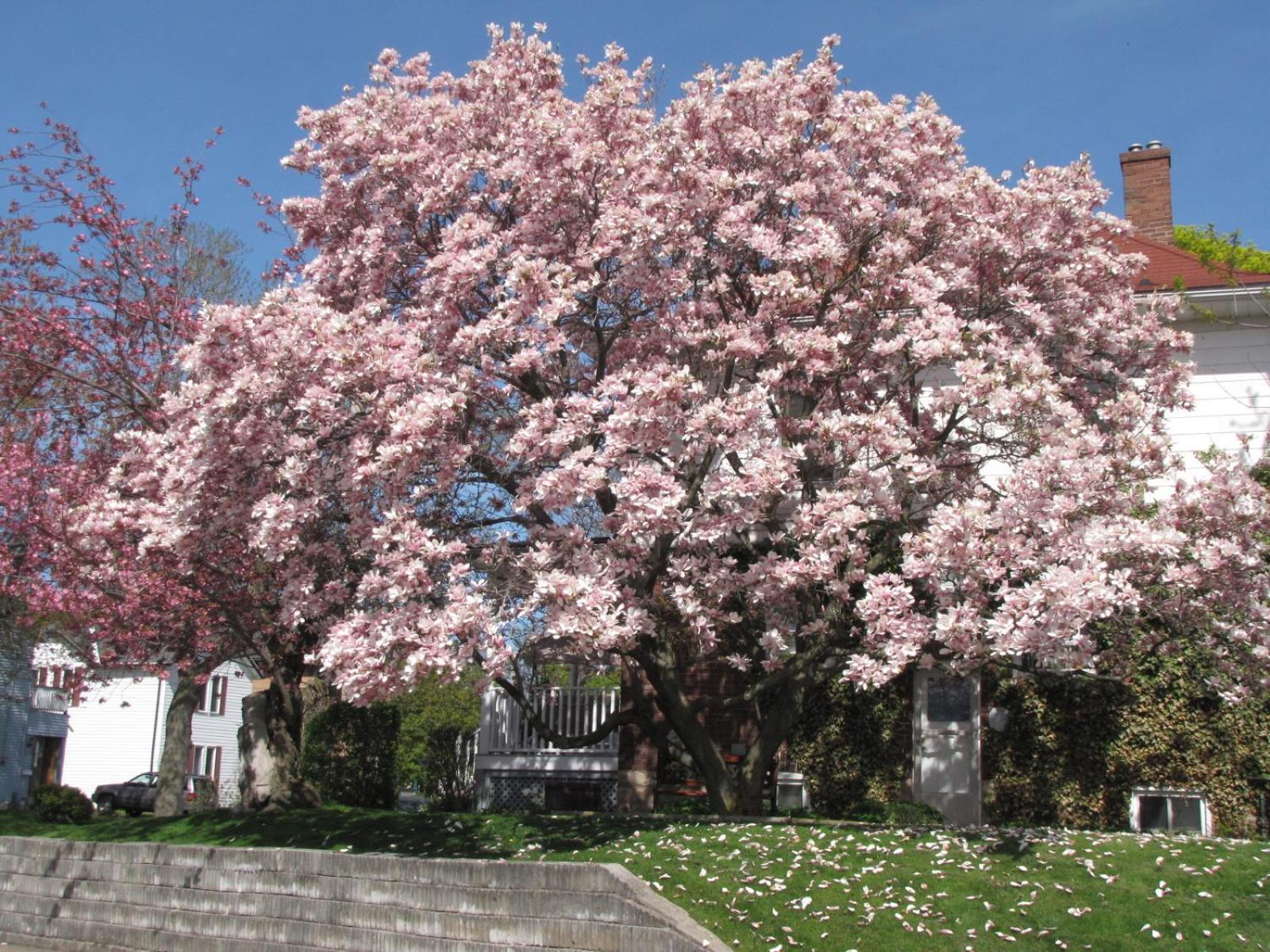 Strathaird Bed And Breakfast Niagara Falls Luaran gambar
